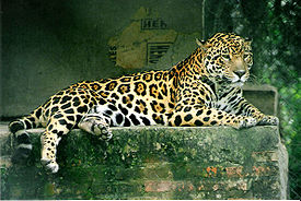 275px-Panthera_onca