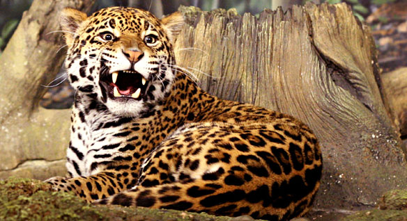 jaguar-004